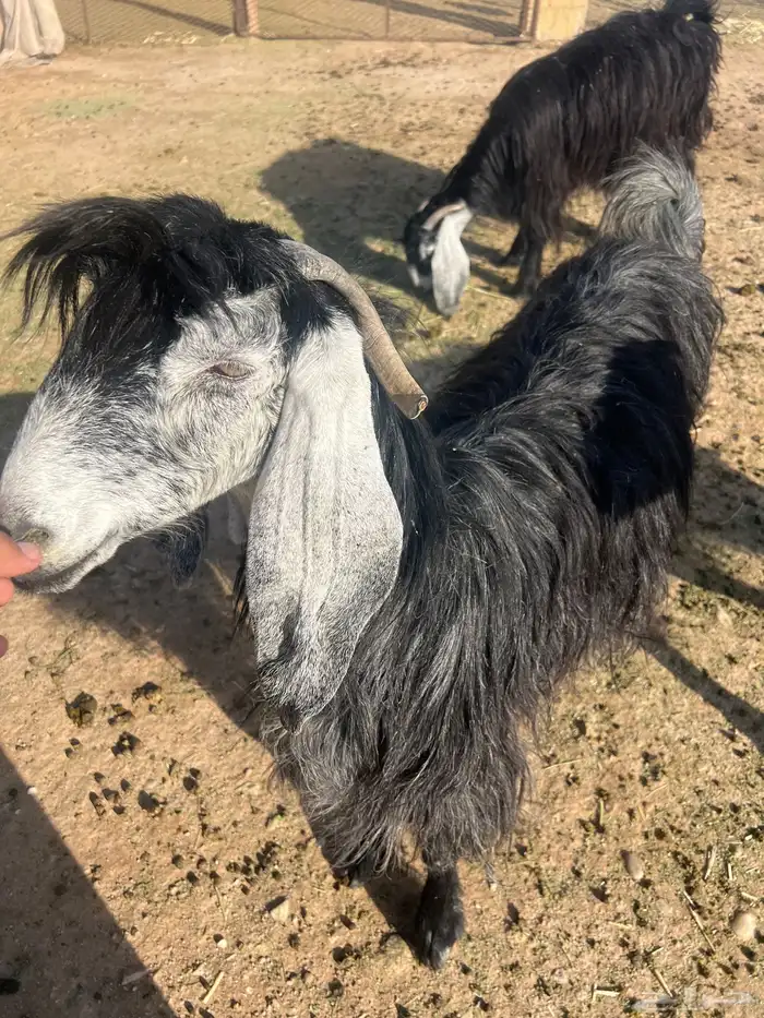 اللي بياسس مراح 2