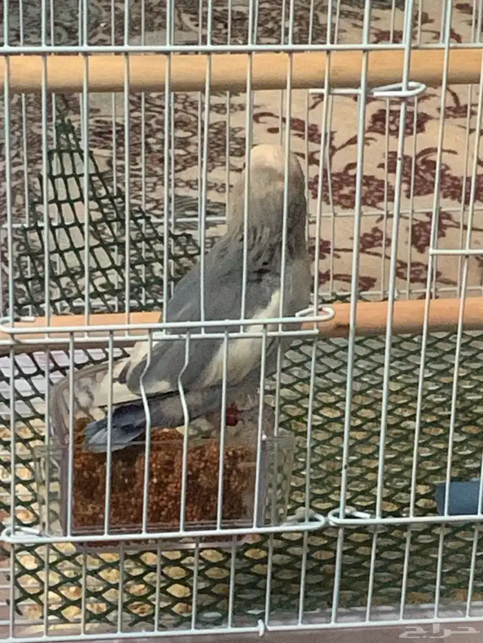 فرخ روز 3