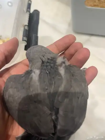 فروخ روز 14