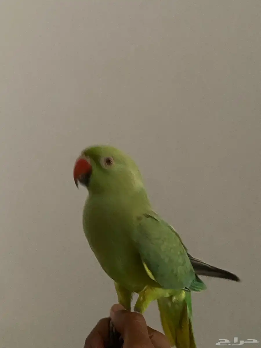 طير دره 0