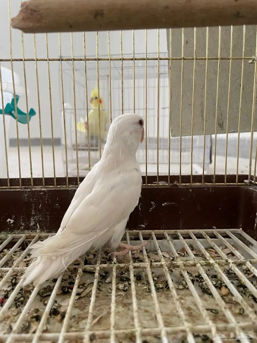 زوج روز البينو 3