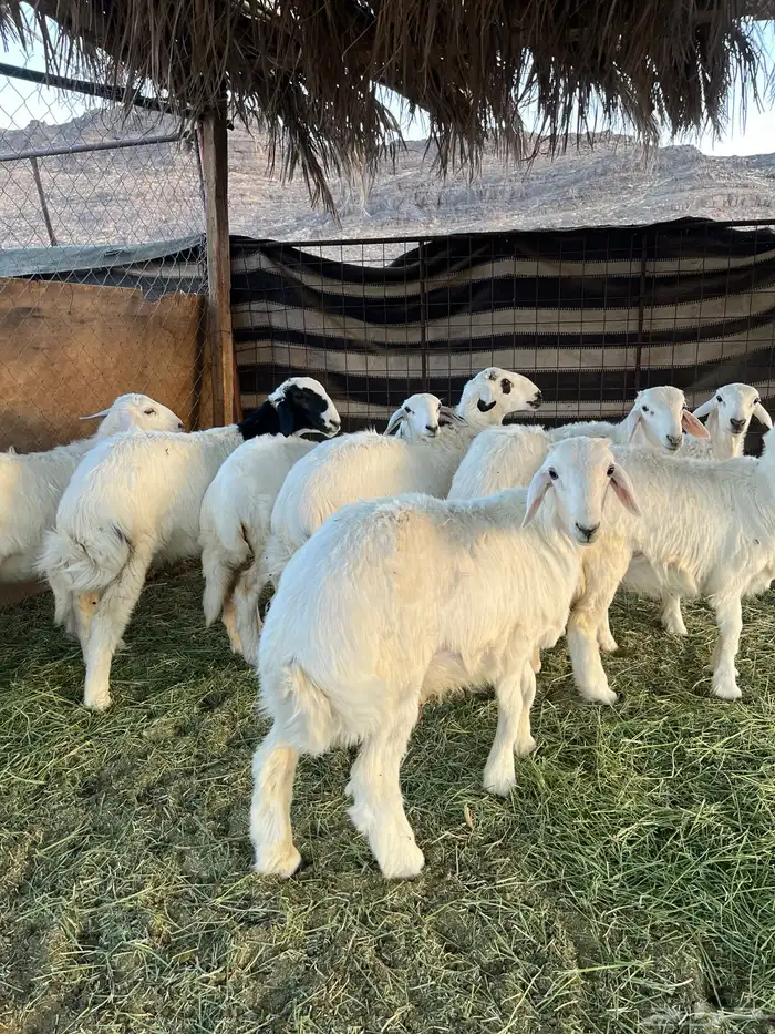 طليان حريه من المراح شرط 6