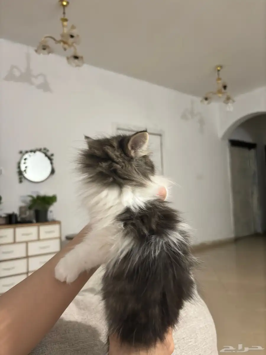 قطط للبيع كيتن شيرازي 4