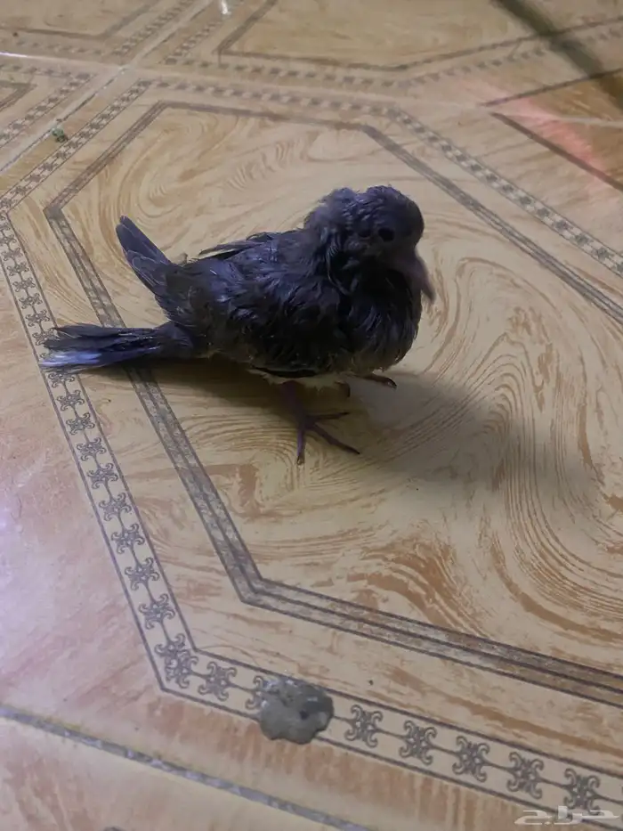 طير نادر 0