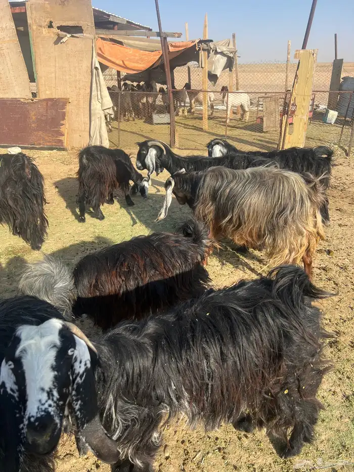 اللي بياسس مراح 5