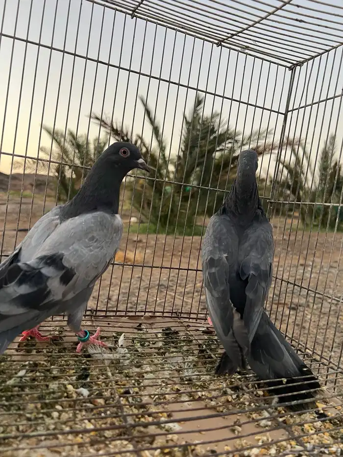 للبيع حمام باكستاني 1