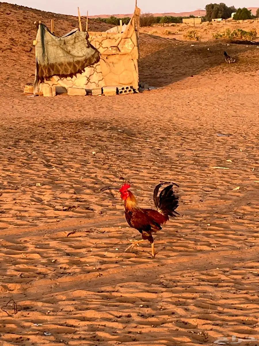 ديك 1