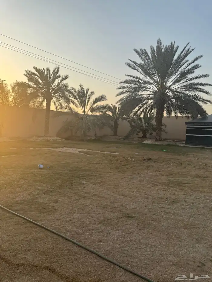 نخيل للبيع عدد 40نخله 2