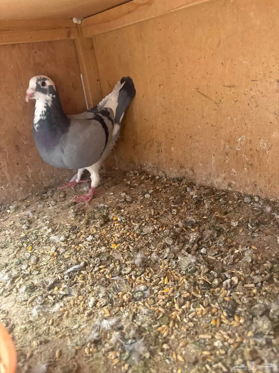 للبيع طبات واجوز زواجل سباق 16