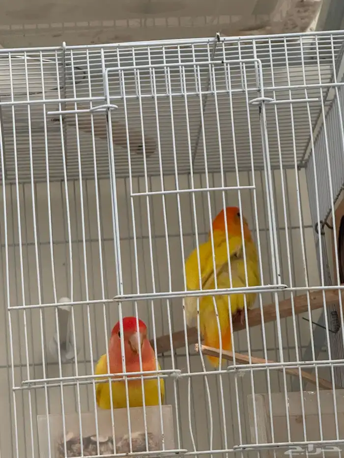 جوز روز منتج لاتينو 3
