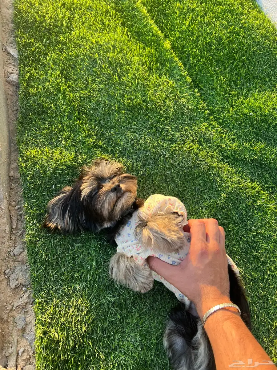 كلبة يوركشاير بيور حجم صغير للبيع 3