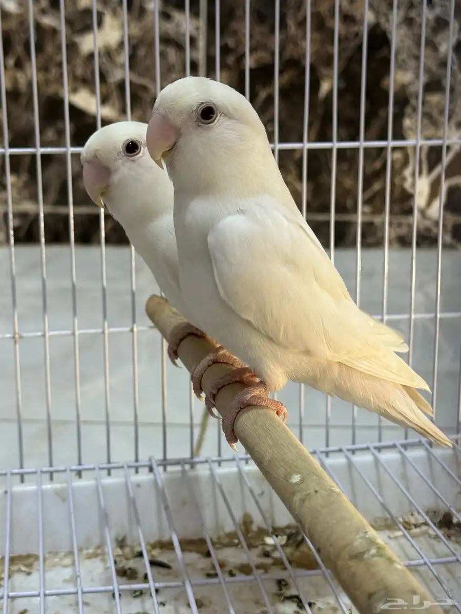 زوج روز البينو 0