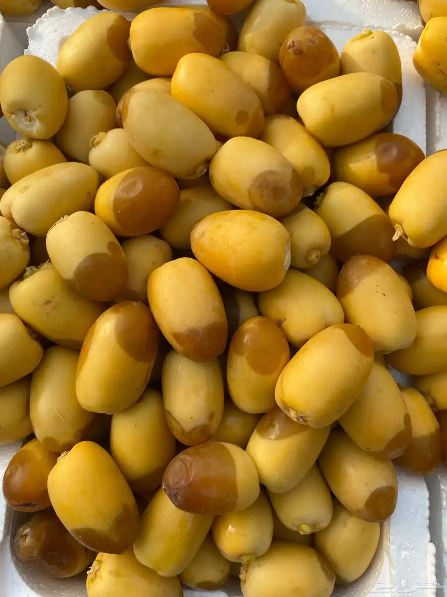 رطب القطيف خلاص - خنيزي - شيش 0