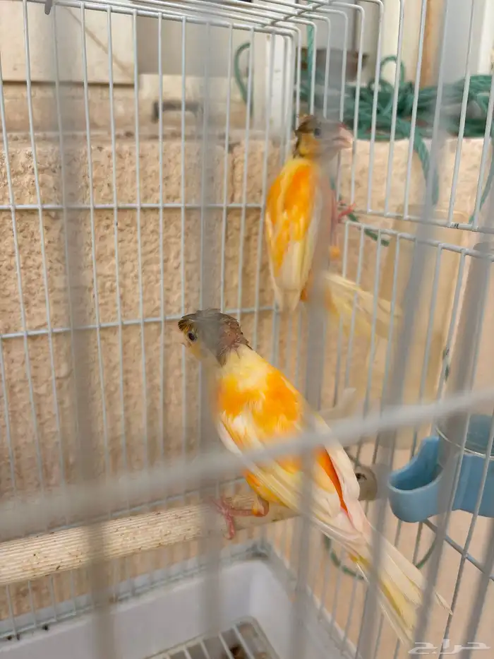 كناري اعمارهم ستة اشهر يبدو انهم ذكر وانثي والعلم عند الله 2