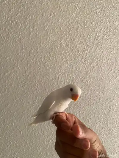 فرخ روز نهايه غر 2