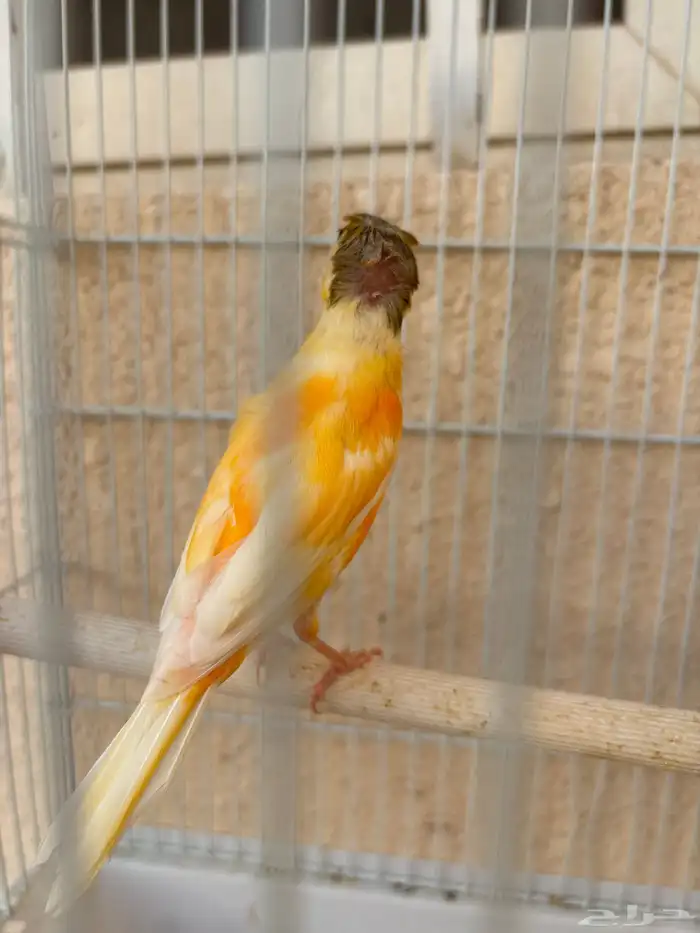 كناري اعمارهم ستة اشهر يبدو انهم ذكر وانثي والعلم عند الله 0