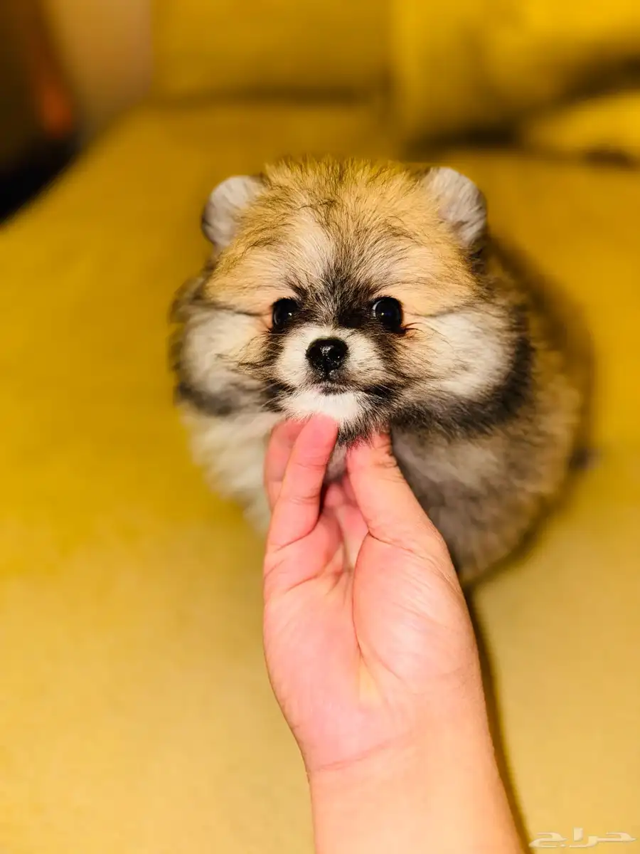 pomeranian for sale 3