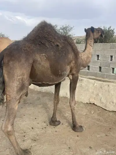 خلفه حليبها واجد تحتها بكره وضروبتين للبيع 0