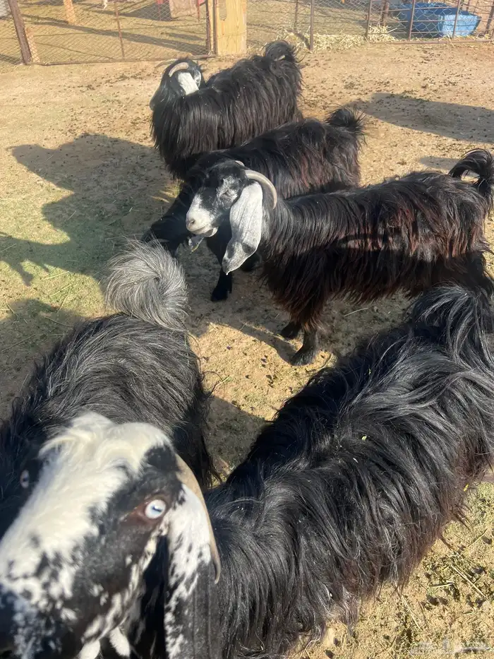 اللي بياسس مراح 3