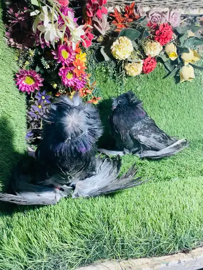 للبيع طبه بخاره بلوشيك 7