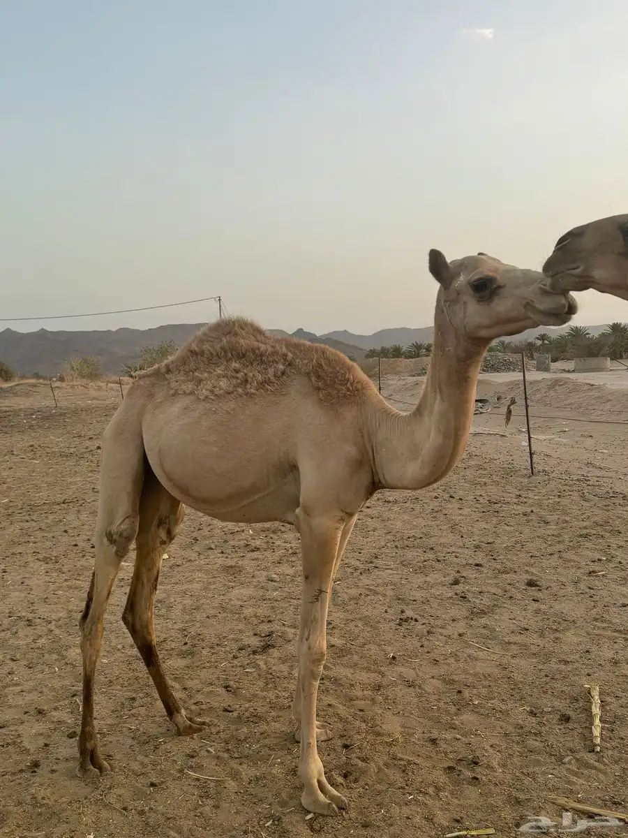 بكره مكنسله مفروده لها من يوم كنسلت 4 شهور 0