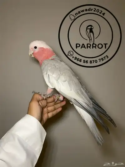كوكاتو قالا اليف وهدد (( تم البيع )) 0