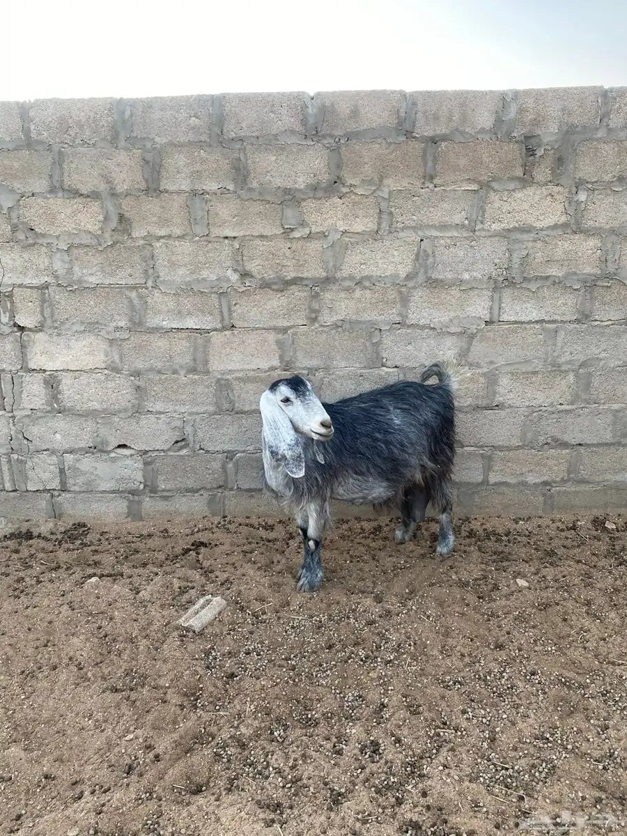 معزا عوارض للبيع العدد 4 4