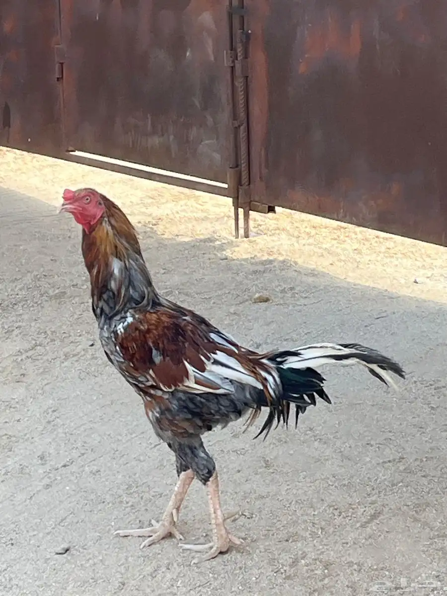 ديك فارسي ديك باكستاني 1
