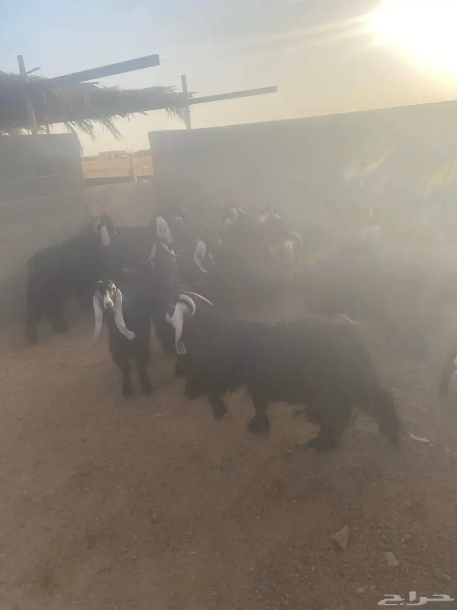 عدد56 عنز مع فحولها 42 عنز شامية 14 عنز عارضيةاصل بفحولها 8