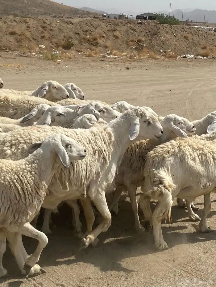 غنم دفيع مراح واحذ 5