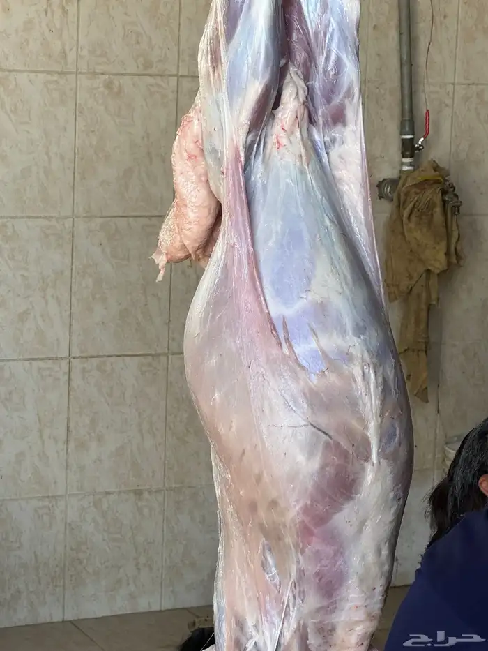 أغنام المزرعة 5