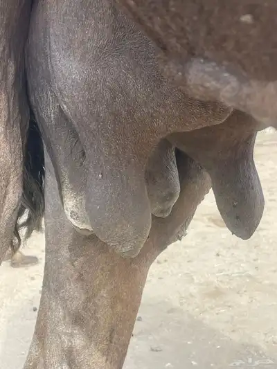 خلفه حليبها واجد تحتها بكره وضروبتين للبيع 1