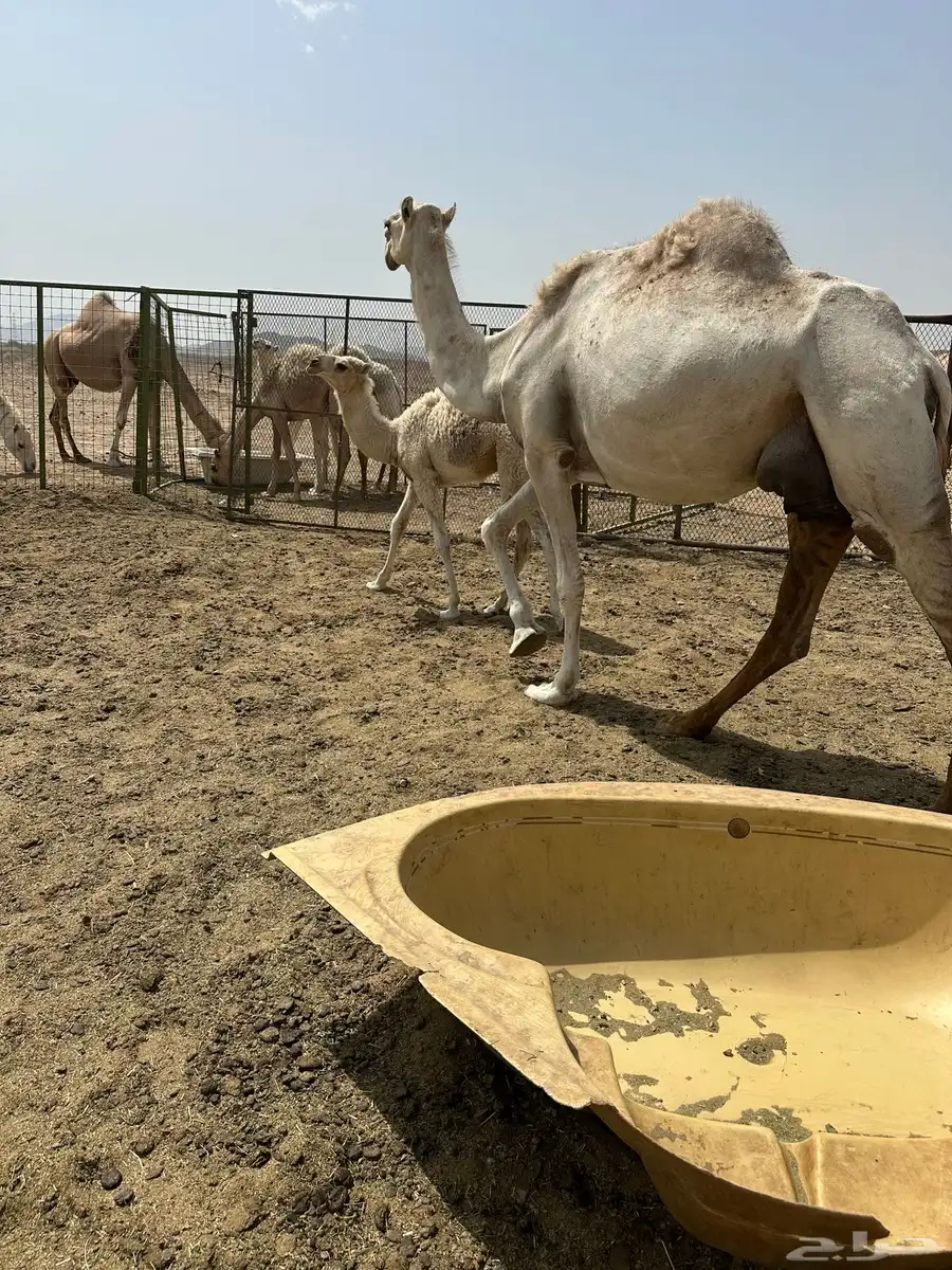 ناقه خلفه عفراء تحتها قعود 4