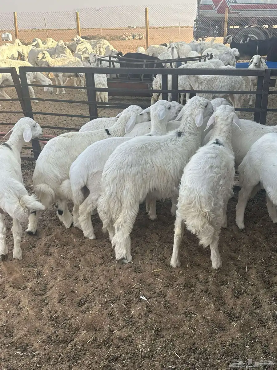 طليان 8