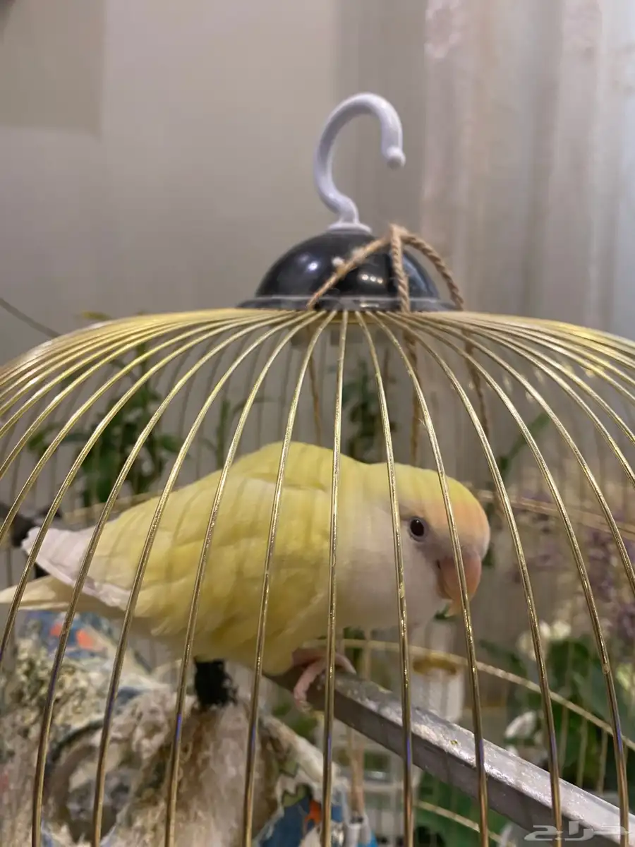 ببغاء روز اصفر ذكر 3
