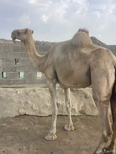 خلفه حليبها واجد تحتها بكره وضروبتين للبيع 6