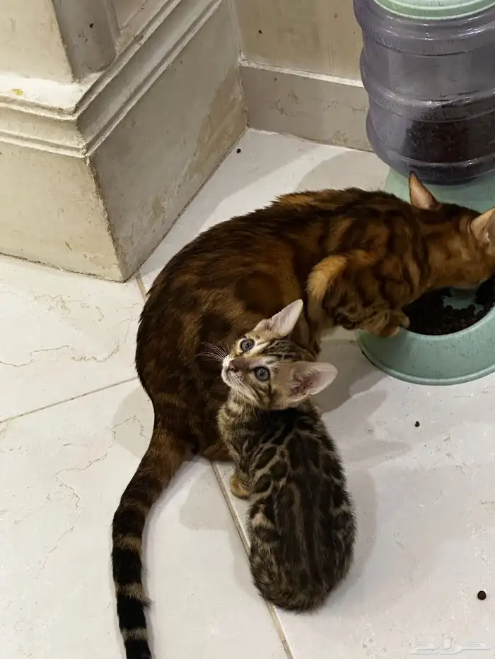 قطط بنغال للبيع مستويات قوية 10