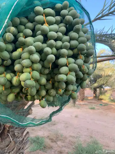 رطب للبيع برحي وسكري واخلاص 0
