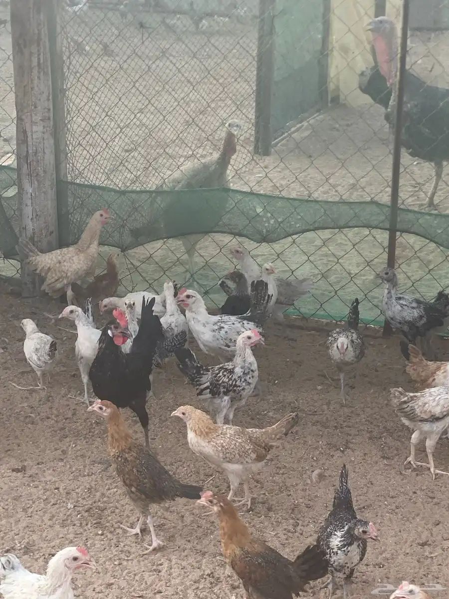 جميد بلدي 3
