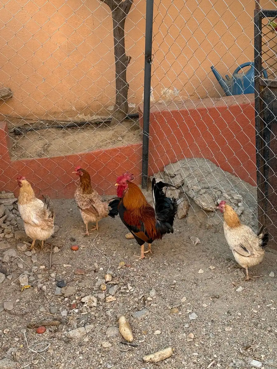 دجاج بلدي 1