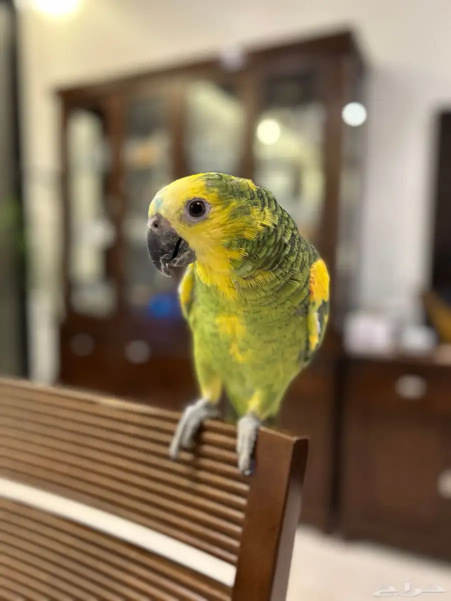 ببغاء أمازوني يتكلم عمره 6 شهور 0