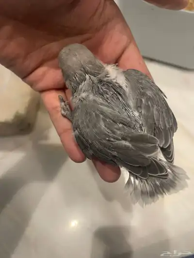 فروخ روز 10