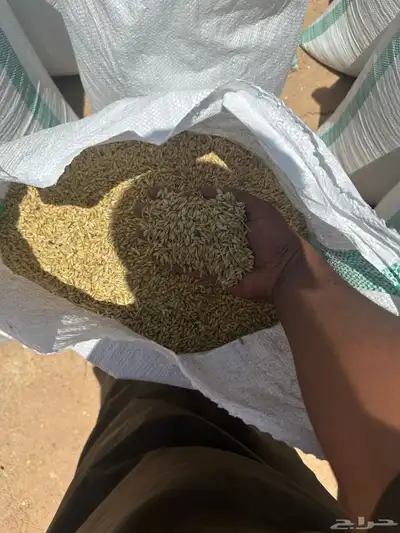 شعير بلدي 2