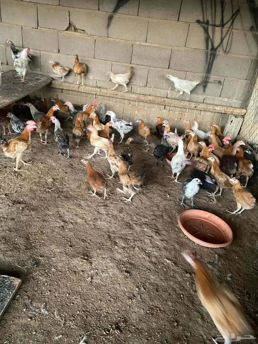 صوص دجاج بلدي مشكل 0