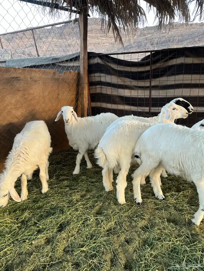 طليان حريه من المراح شرط 3
