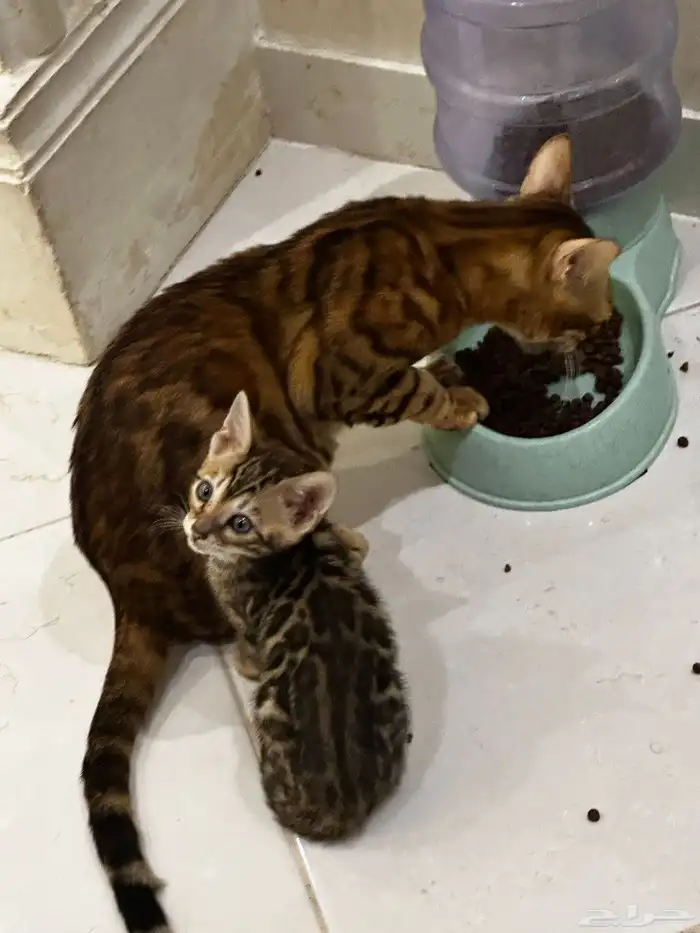 قطط بنغال للبيع مستويات قوية 3