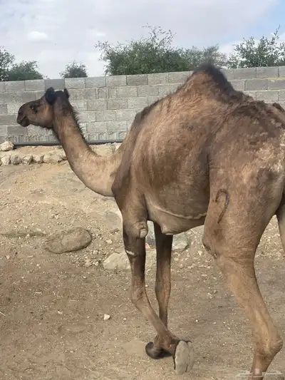 خلفه حليبها واجد تحتها بكره وضروبتين للبيع 4