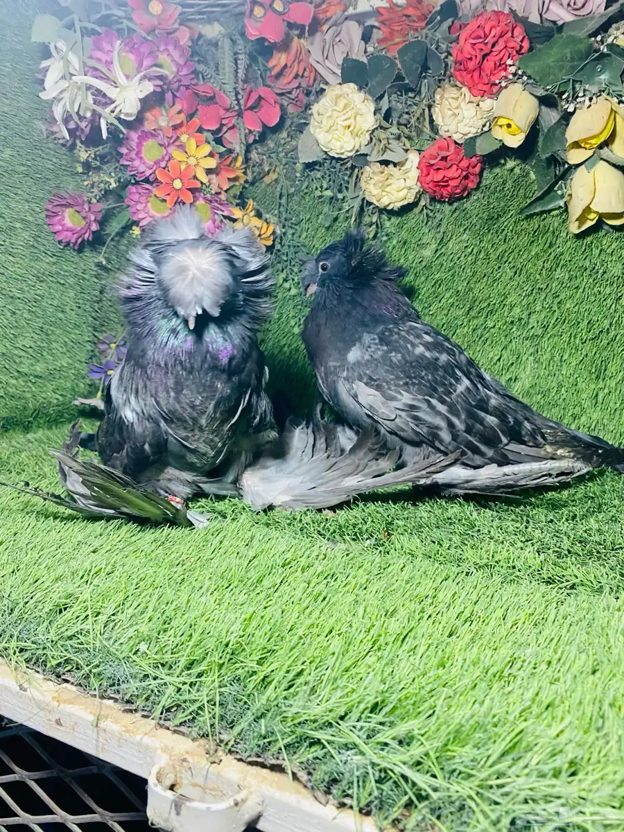 للبيع طبه بخاره بلوشيك 9