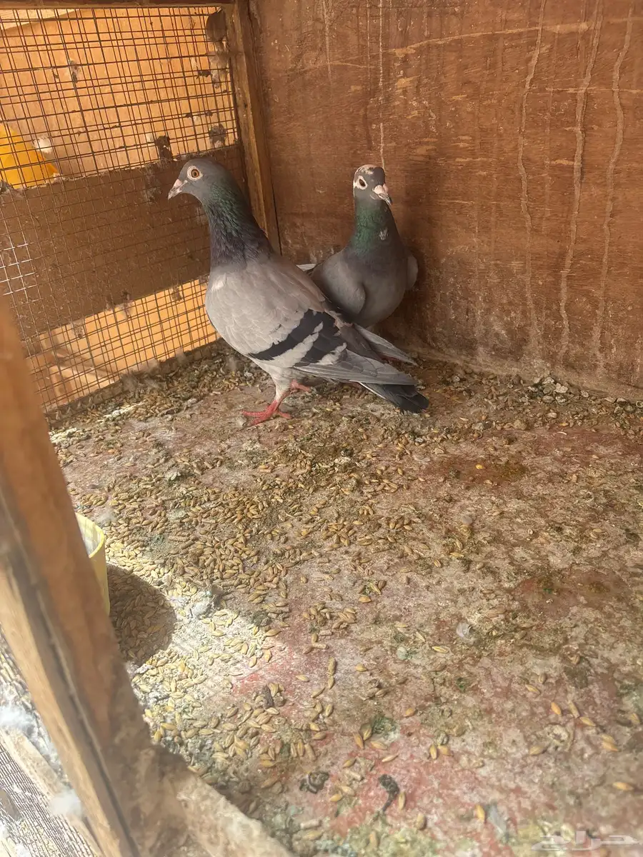 للبيع طبات واجوز زواجل سباق 12