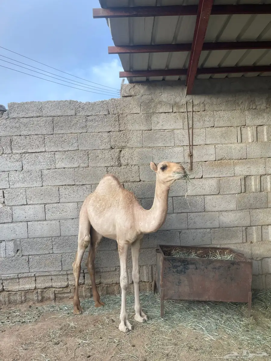 بكره للبيع 1
